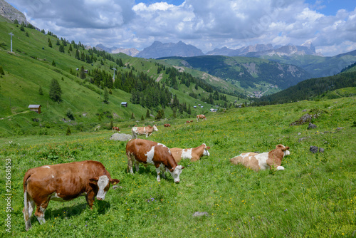 Herd of Cow in Dolomite Alps Italy