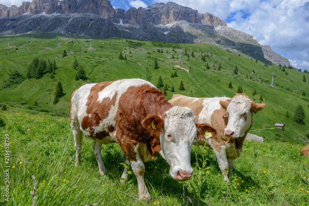 Herd of Cow in Dolomite Alps,Italy
