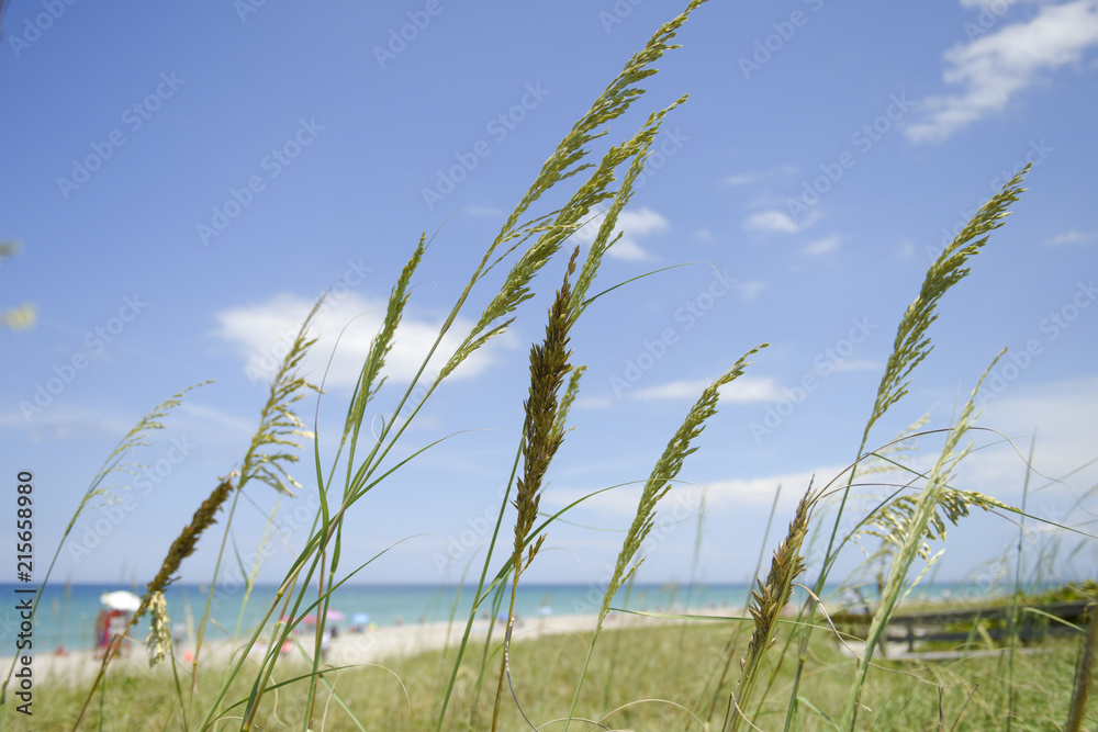 Sea with sandy beach and grass on a dune