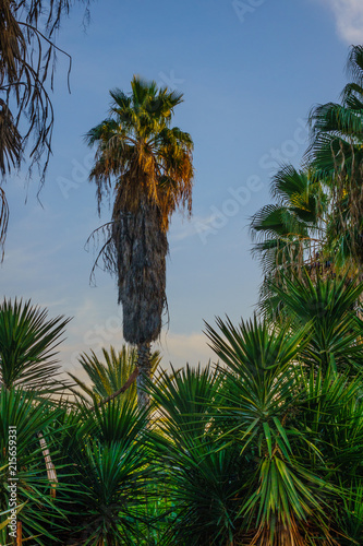 View of Yarkon Park  Tel Aviv  Israel