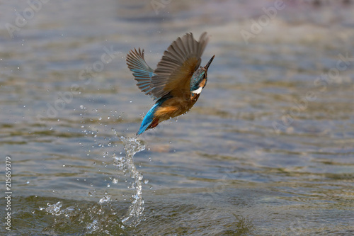 Martin pescatore in volo sul fiume (Alcedo atthis)