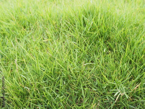 Green grass background. Nature in summer.