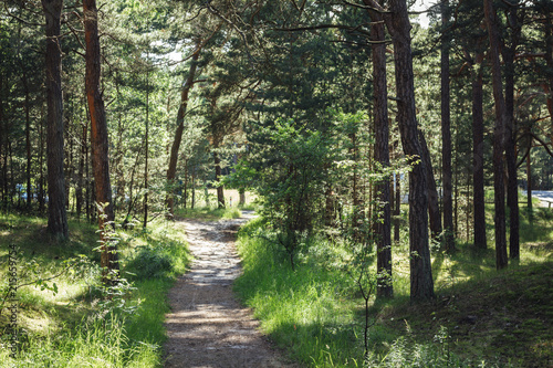 Woodland on the island of Rügen/Germany
