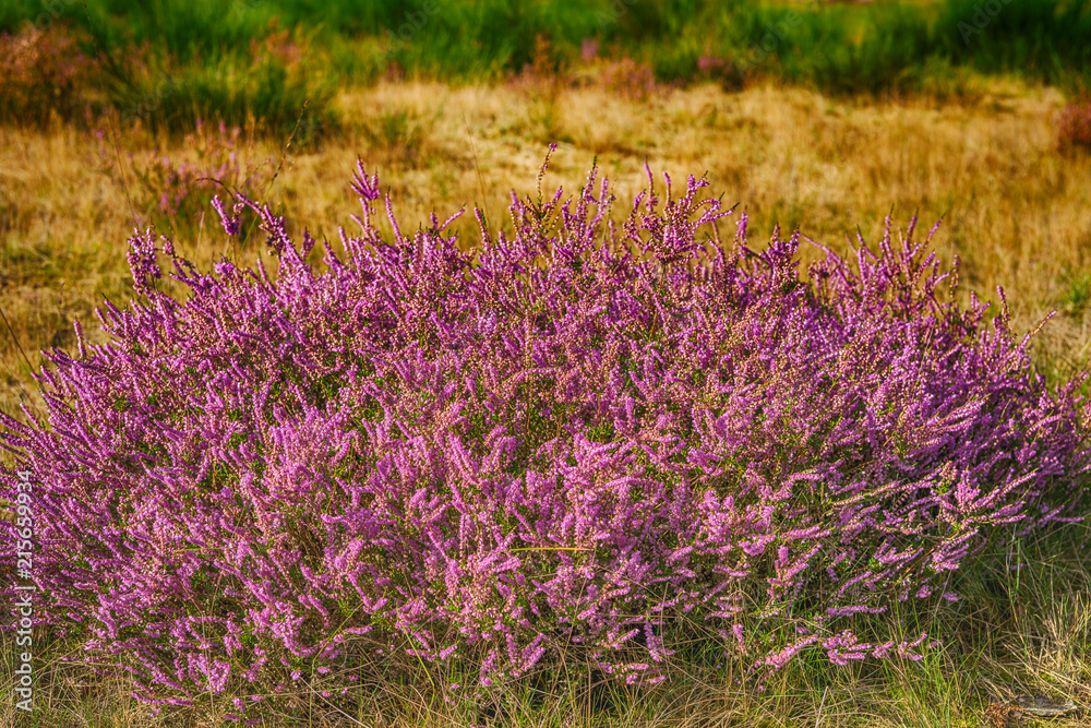 Obraz premium Flowering heather from close
