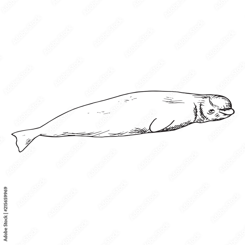 Naklejka premium Beluga, hand drawn doodle, sketch, vector outline illustration