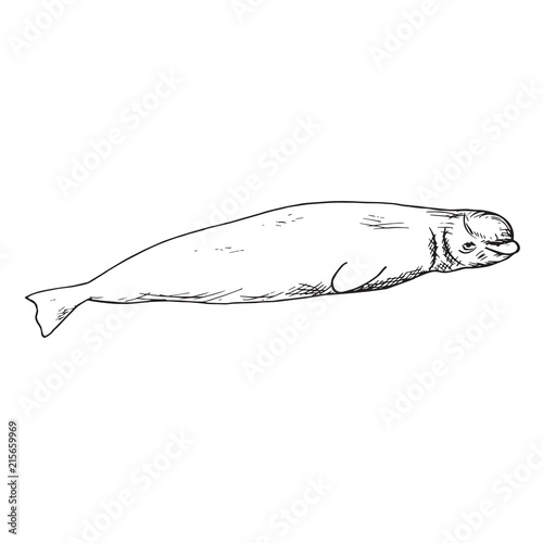 Beluga, hand drawn doodle, sketch, vector outline illustration
