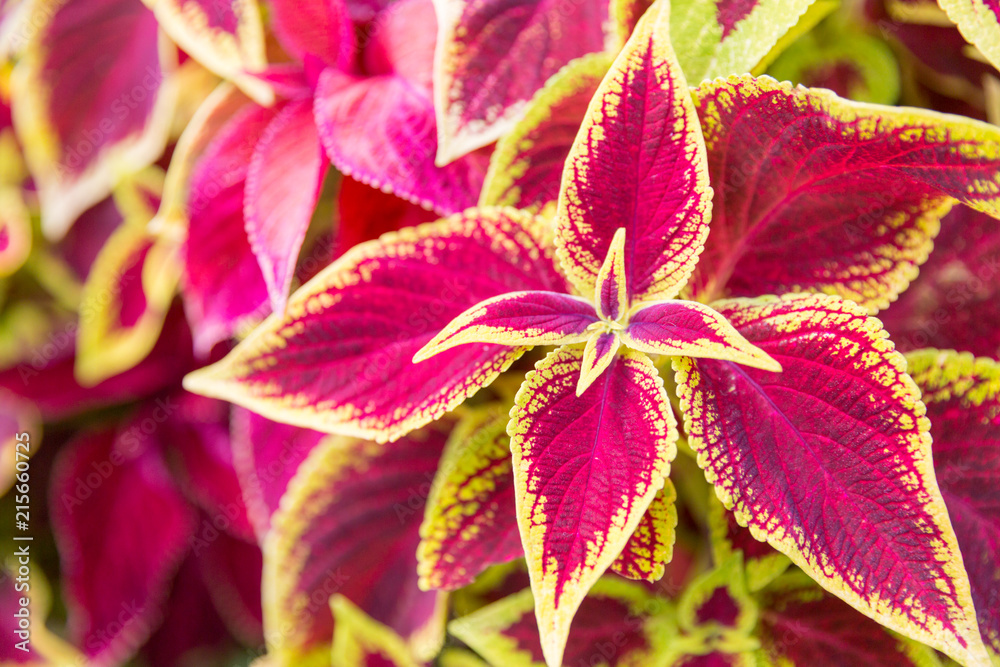 Beautiful flowers blooming in garden