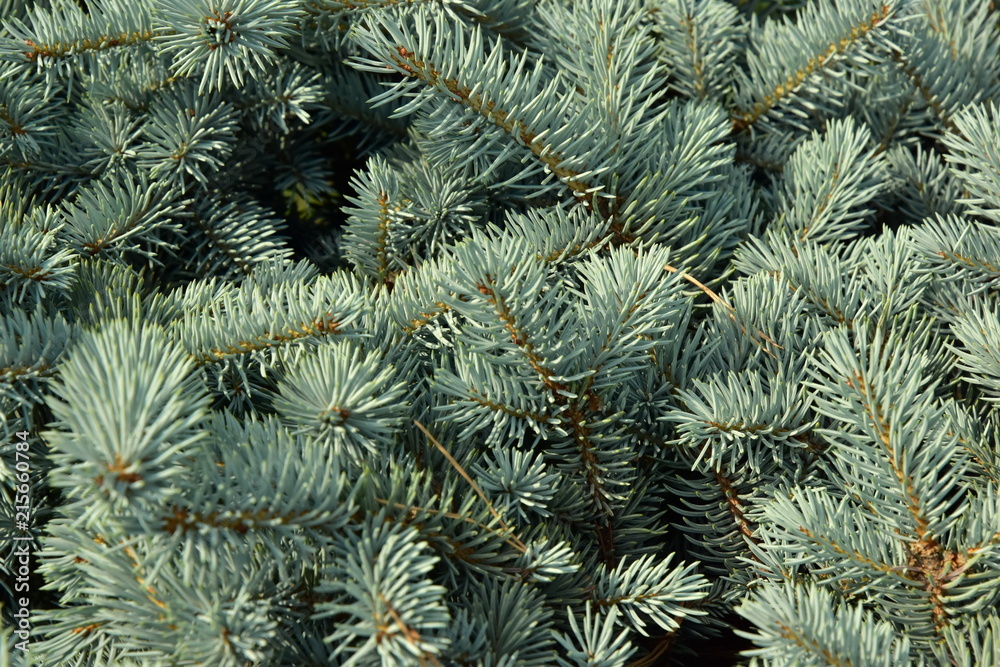 Background of the branches of coniferous tree