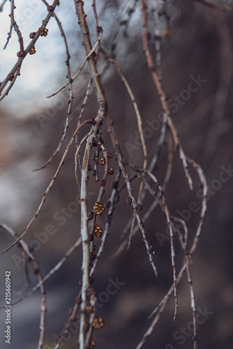 spring blossoms and leaves on birch trees on blur background