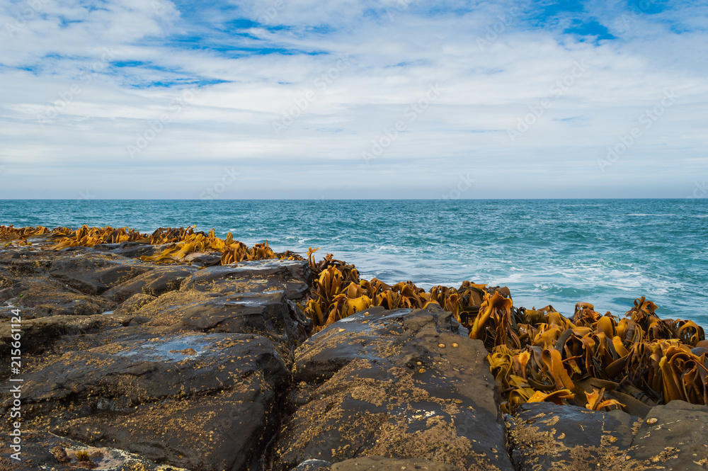 Küstenlinie Catlins; Algen auf Stein