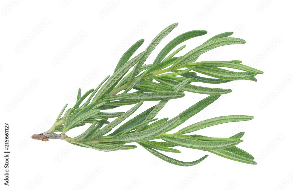 Fototapeta premium Fresh rosemary isolated on white background