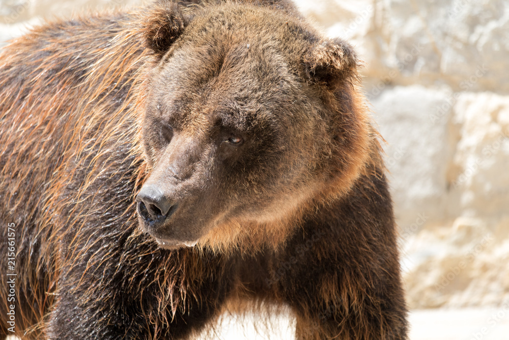 Fotografie Bear 1