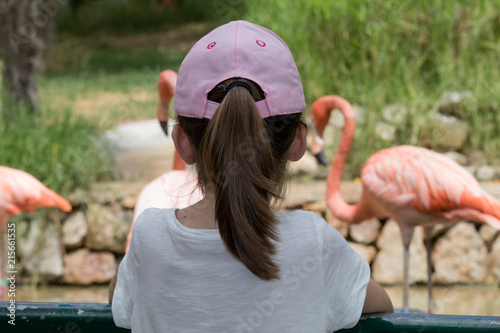 Little girl watching the flamingos