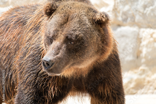 Bear 1