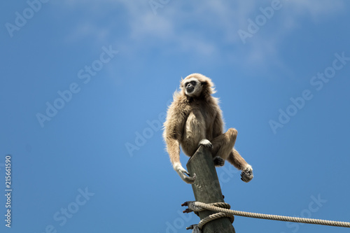 White handed gibbon 4