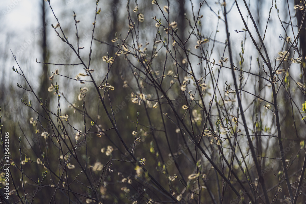 spring blossoms and leaves on birch trees on blur background spring blossoms and leaves on birch trees on blur background