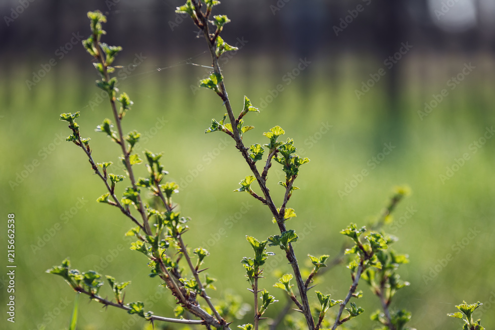 spring blossoms and leaves on birch trees on blur background spring blossoms and leaves on birch trees on blur background