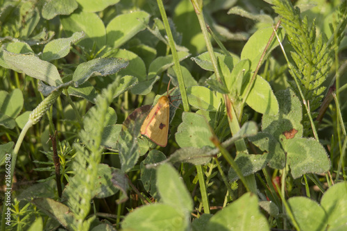 endangered Diacrisia Sannio between grass and dewy leaves photo