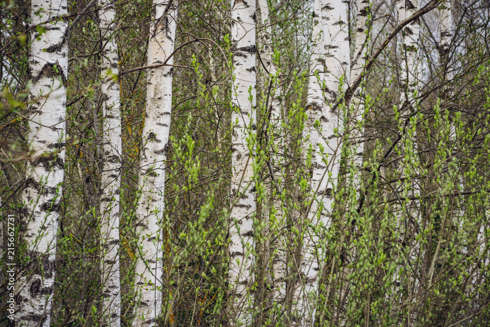 Fototapeta premium spring blossoms and leaves on birch trees on blur background
