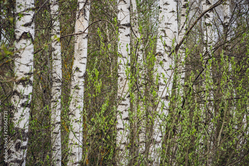 Fototapeta Naklejka Na Ścianę i Meble -  spring blossoms and leaves on birch trees on blur background
