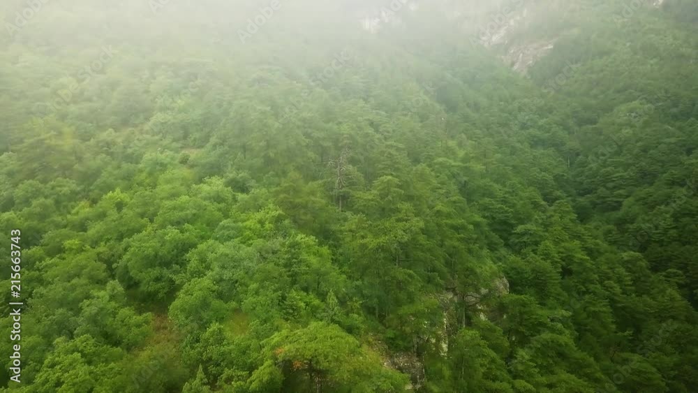 drone flight above the mountain pine wood trees on a stormy rainy day