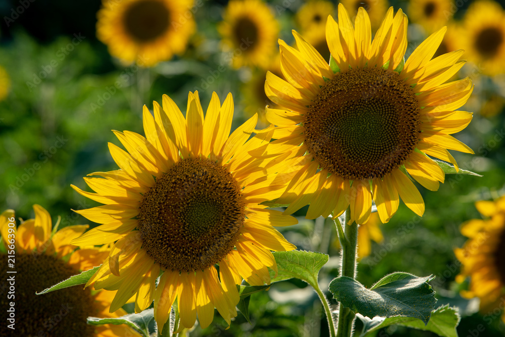 Sun flower Field during sunset hour