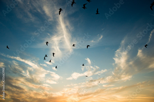 Birds flying in the sky during a sunset