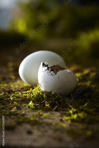 One Whole White Egg and One Broken Egg Shell on Dirt and Moss
