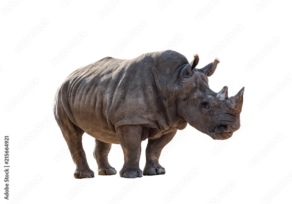 Fototapeta premium Rhinoceros on white background.