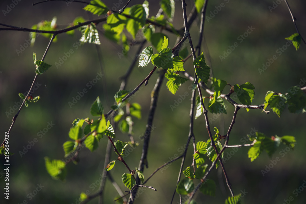 spring blossoms and leaves on birch trees on blur background spring blossoms and leaves on birch trees on blur background