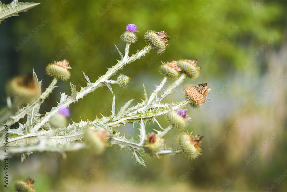 Cirsium vulgare blooming in summer on a meadow in Poland. A popular field plant. Cirsium vulgare blooming in summer on a meadow in Poland. A popular field plant.