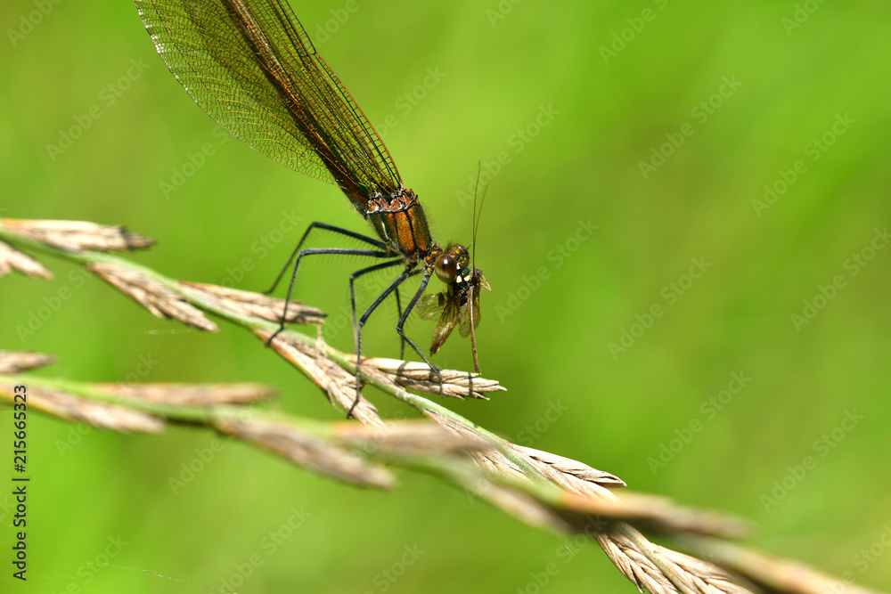 Dragonfly hunting for mosquito and eating a fly