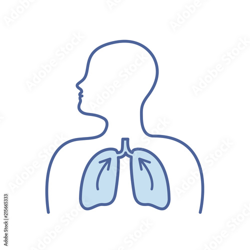 Human Respiratory System Lungs Anatomy. Lungs vector icon.