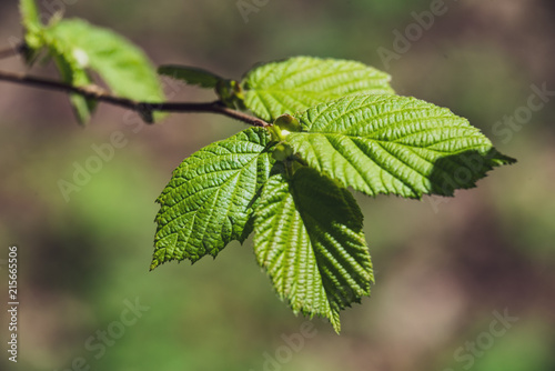 spring blossoms and leaves on birch trees on blur background