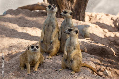 Meerkats Family cute .