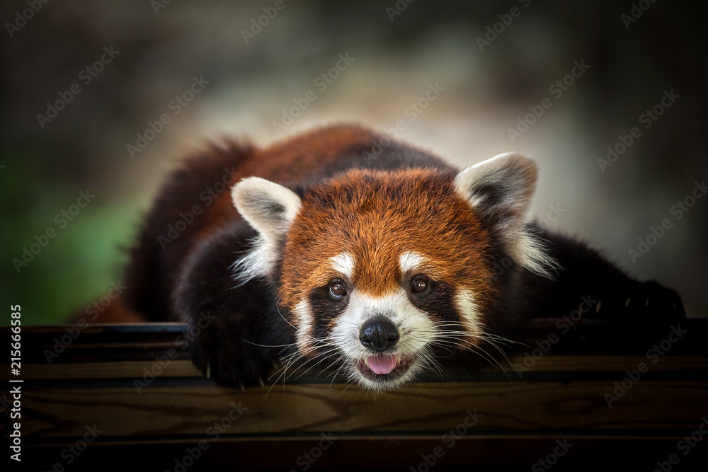 Fototapeta premium Red Panda.