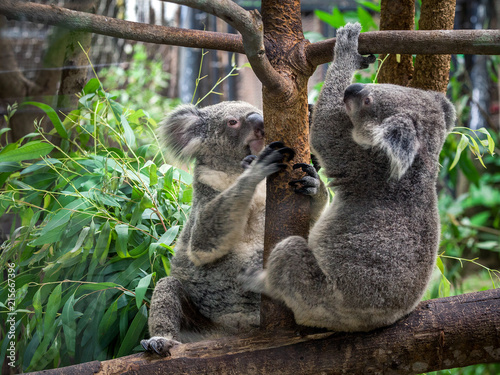 Fototapeta Naklejka Na Ścianę i Meble -  koala bear cute