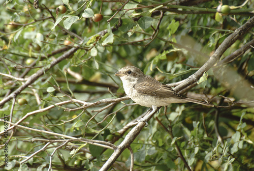 bird in the foliage of trees