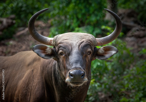 male banteng