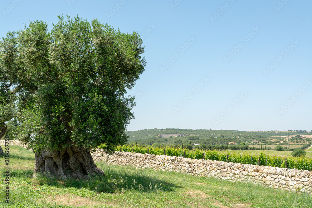 Very old olive trees in Apulia, Italy, famous center of extra virgine olive oil production Very old olive trees in Apulia, Italy, famous center of extra virgine olive oil production