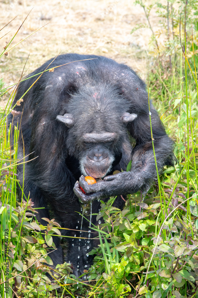 Black chimpanzees monkey leaving in safari park close up Black chimpanzees monkey leaving in safari park close up