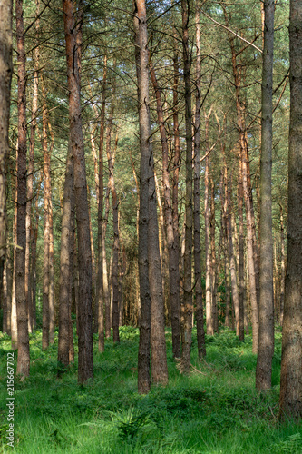 Kempen forest in Brabant, Netherlands, healthy walking in sunny day in pine forest with green grass