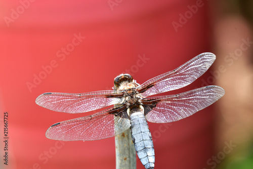 close up Dragonfly with wings sitting on the stick