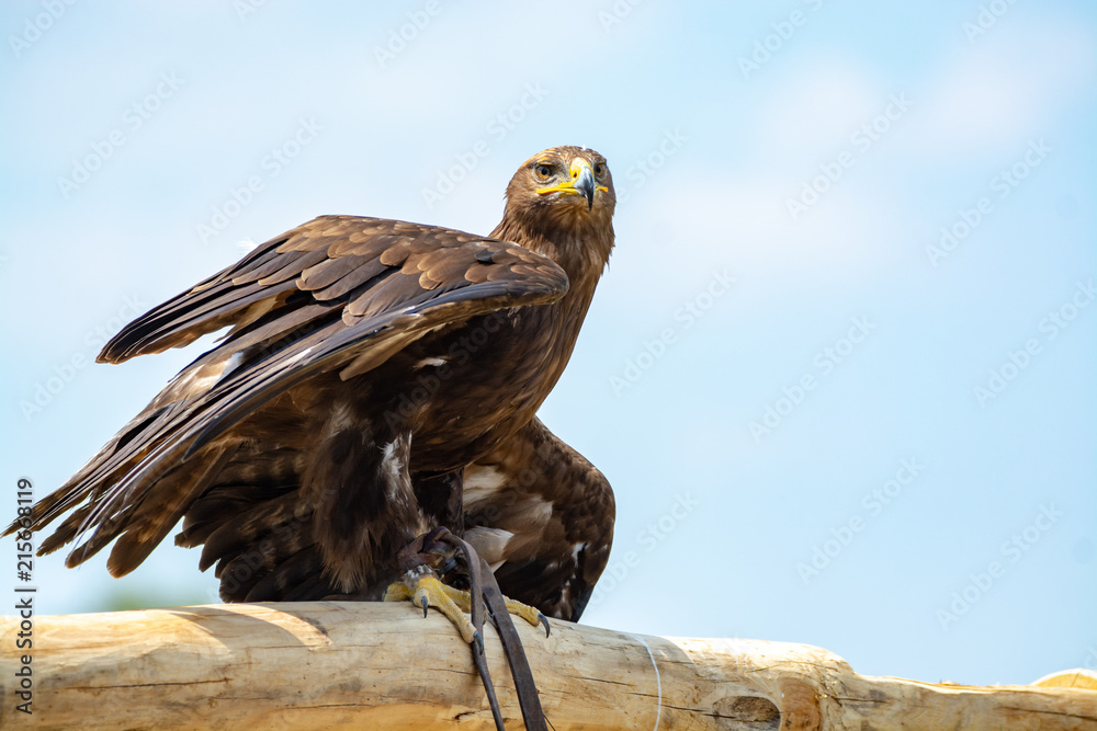 Golden eagle, Aquila chrysaetos, one of the best-known large birds of prey in the Northern Hemisphere Golden eagle, Aquila chrysaetos, one of the best-known large birds of prey in the Northern Hemisphere