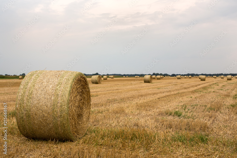 Harvested field in late summer with straw bales ready for collection