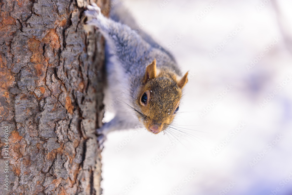Squirrel in forest at winter scenery - blurred forest in the background Squirrel in forest at winter scenery - blurred forest in the background
