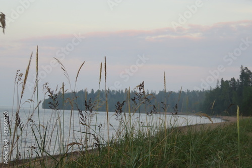 grass at sunset