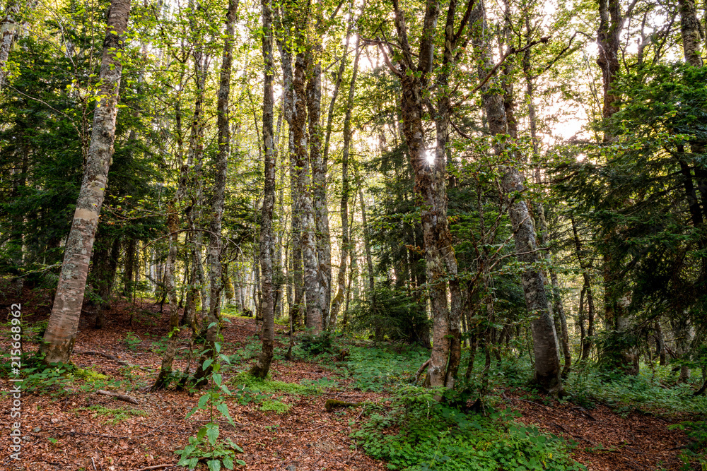 Path with beech trees leading to the loricato pines forest in the Pollino national park Path with beech trees leading to the loricato pines forest in the Pollino national park