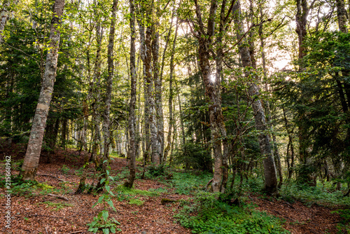 Path with beech trees leading to the loricato pines forest in the Pollino national park