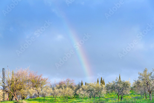 Rainbow above the orchard